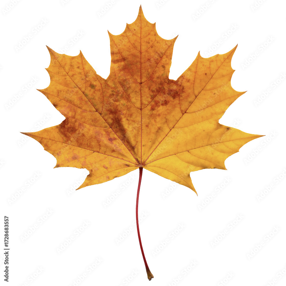 Fototapeta premium Red Maple Leaf — Transparent Background
