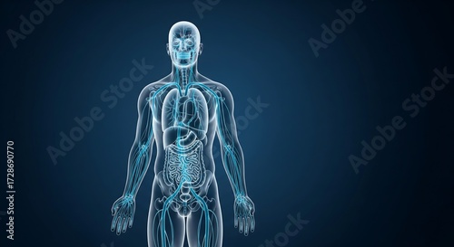 Human Anatomy Visualization: Internal Organs and Skeletal Structure