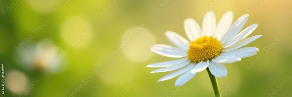 Naklejka premium Single chamomile bloom, pristine white, sunny yellow disc, studio shot , detail, photo, natural