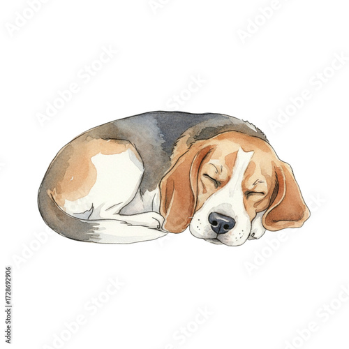 Beagle dog sleeping curled up isolated on transparent background