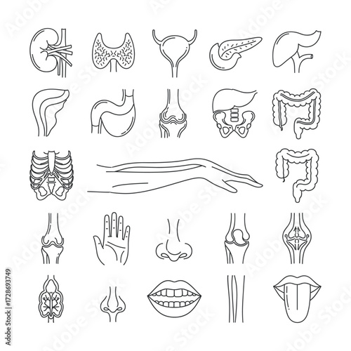 High-Quality Flat Vector Icons: Human Anatomy, Organs, and Joints