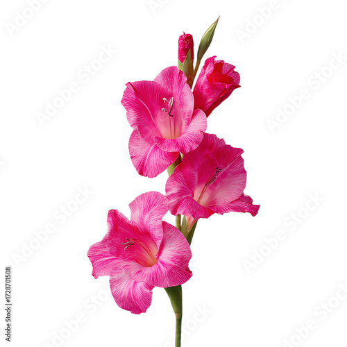 Vibrant pink gladiolus flower stem on transparent background
