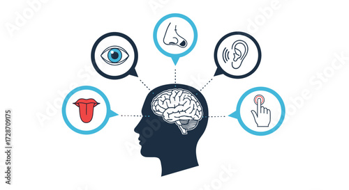 Understanding the human senses and how the brain processes sensory information for perception.