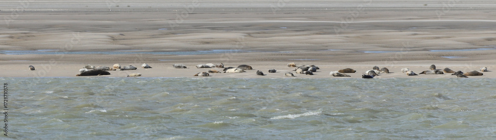 Fototapeta premium baie de Somme, phoques