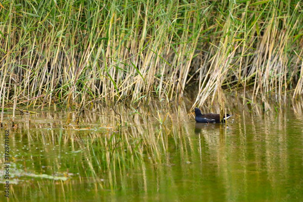 Fototapeta premium gallinule ou poule d'eau