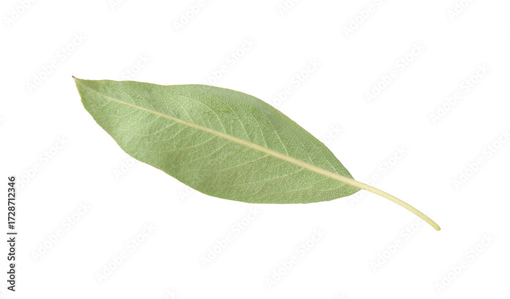 Fototapeta premium One green pear leaf isolated on white