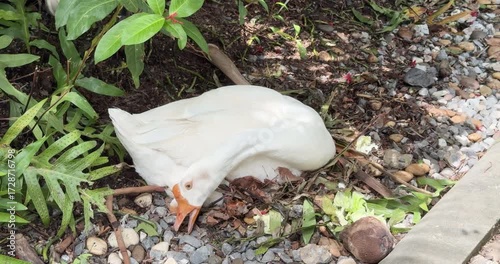 Protective Mother Goose Incubates Eggs in Quiet Barn