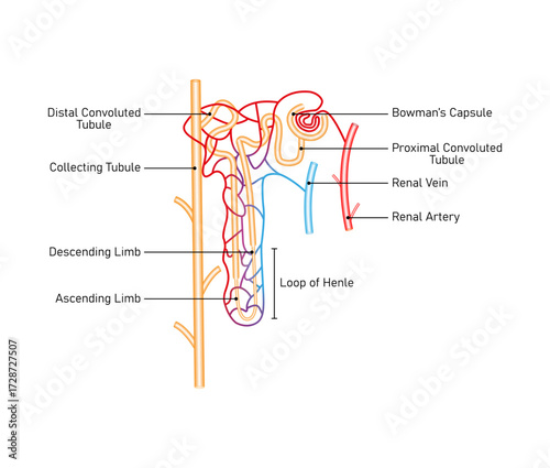 Nephron Structure Science Design. The Fundamental Filtering Unit of The Kidney. Vector Illustration.
