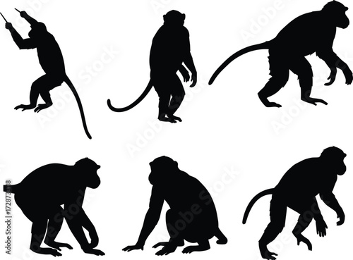 Monkey silhouette set, wild animal poses, jungle wildlife illustration, black shadow monkeys, primate vector art, nature background design elements collection