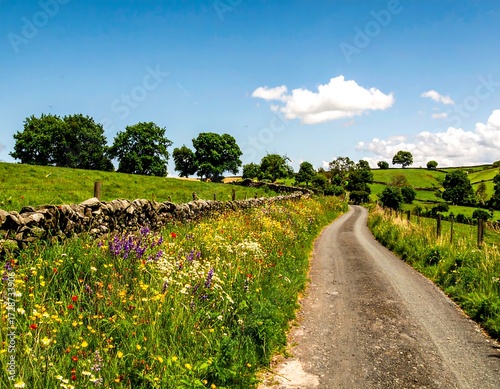 Country lane winding through wildflowers