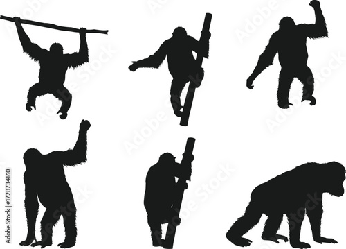 Orangutan silhouettes climbing, walking, hanging on branches, wild ape shadows, jungle primate illustration, animal vector design, black silhouettes isolated