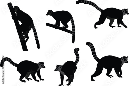 Ring-tailed lemur silhouettes, Madagascar wildlife primates, exotic animals climbing and walking, black and gray lemur shadows illustration isolated on white background