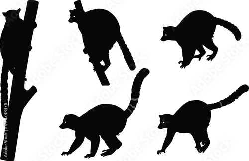 Silhouette of lemurs with long tails, wild Madagascar primates, climbing lemur shadows, animal illustration, black silhouettes isolated on white background