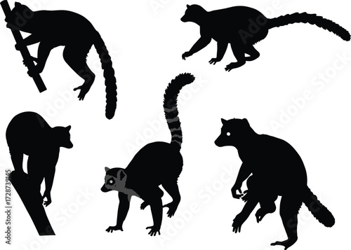 Silhouette of lemurs with long tails, Madagascar wildlife primates, climbing lemur shadows, exotic animal illustration, black silhouettes isolated on white background