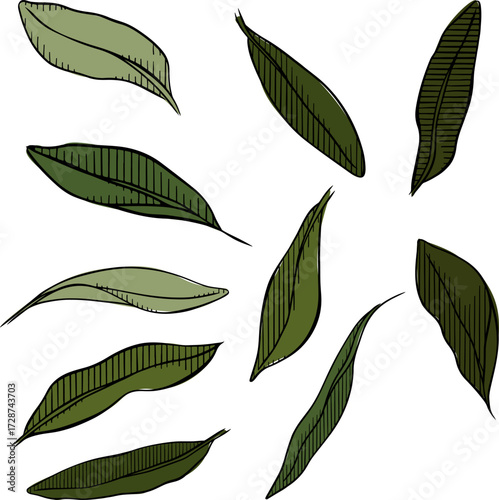 Set of Realistic Green Leaves Collection. Vector graphic line ink colored illustration. Silhouette sign for logo, print, comics, fashion, pop art, boards, design, stickers, decoration, posters