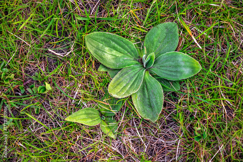 Green broadleaf plantain plantago in the grass
