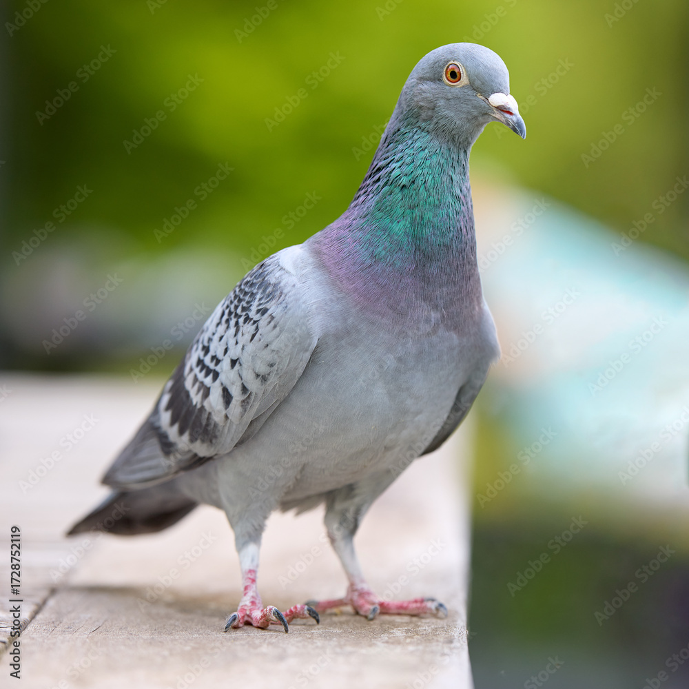 Obraz premium A common city pigeon, a rock dove, stands alertly on a textured surface, showcasing its gray feathers, iridescent neck, and red feet against a soft, blurred green background.
