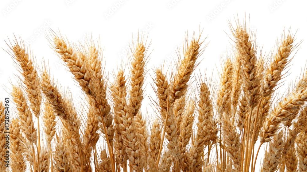Fototapeta premium Ripe golden wheat stalks with grain ears agricultural crop harvest organic farming food plant isolated on white background