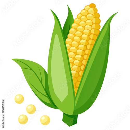 visual, stock, sparkle, smooth, rich, render, pop, lighting, isolate, glossy, detailed, colourful, clipping, clip art. Fresh corn on the cob with yellow kernels green sweet organic vegetable food.