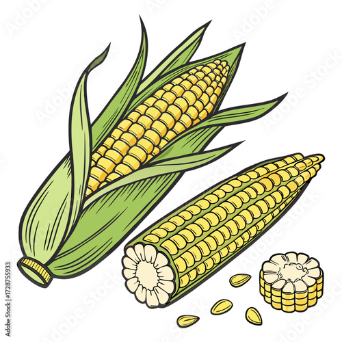 visual, stock, sparkle, smooth, rich, render, pop, lighting, isolate, glossy, detailed, colourful, clipping, clip art. Fresh corn on the cob with yellow kernels green sweet organic vegetable food.