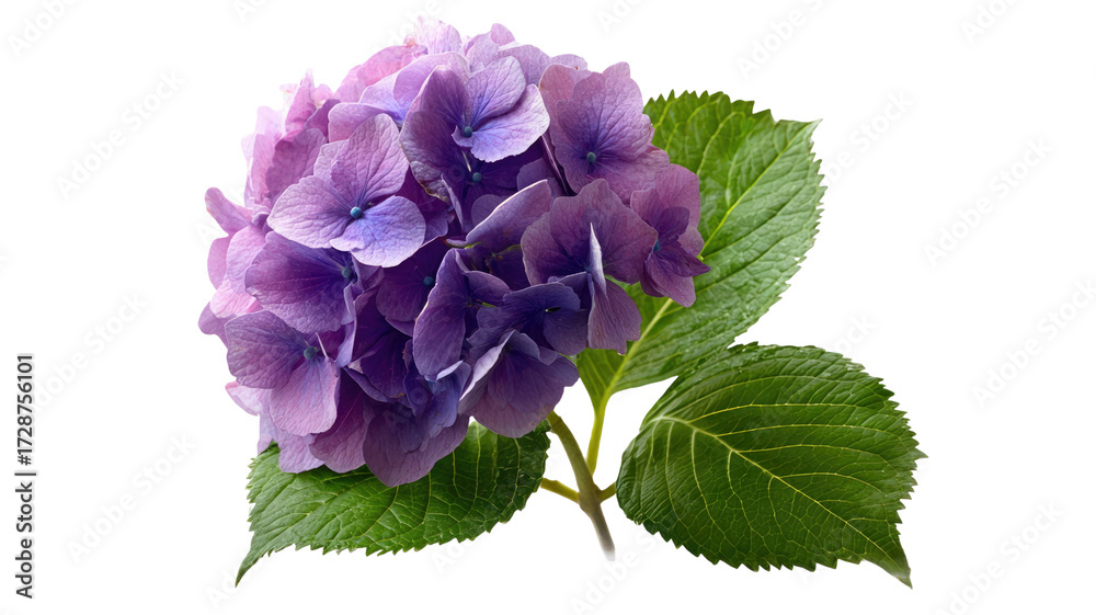 Obraz premium Purple hydrangea flower blooming with vibrant petals lush ornamental garden plant decorative floral blossom isolated on white background