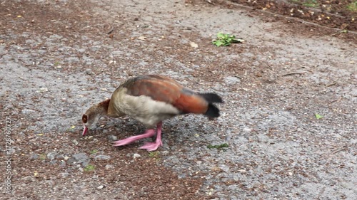 Egyptian goose feeding on the ground