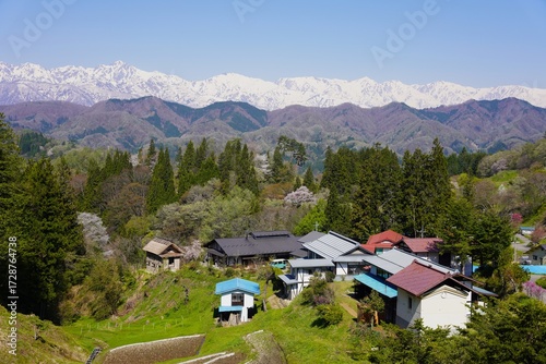 信州　小川村の風景　残雪の北アルプスと桜咲く山里