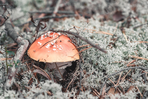 Fly agaric in the forest
