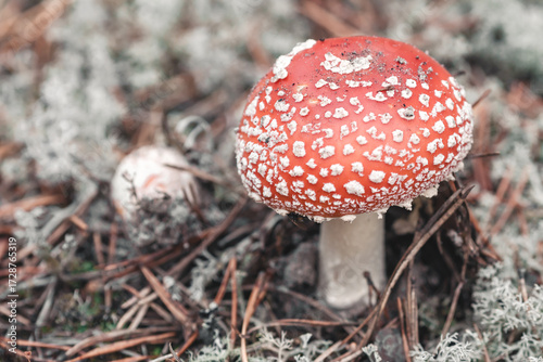Fly agaric in the forest
