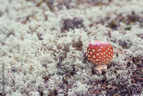 Fly agaric in the forest