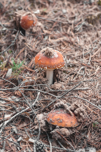 Fly agarics in the forest