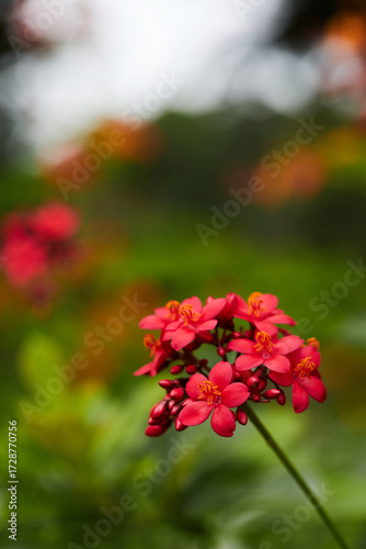 red flowers in the garden