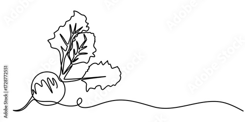Continuous one line drawing of beet root. One line drawing illustration of growing radish. Vegetable growing concept continuous line art. Editable outline. 