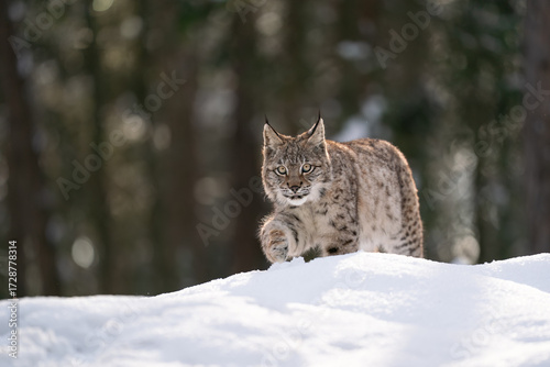 Wild Lynx in Winter Forest Snowy Landscape in Natural Habitat