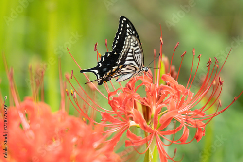 彼岸花の蜜を吸うアゲハ蝶