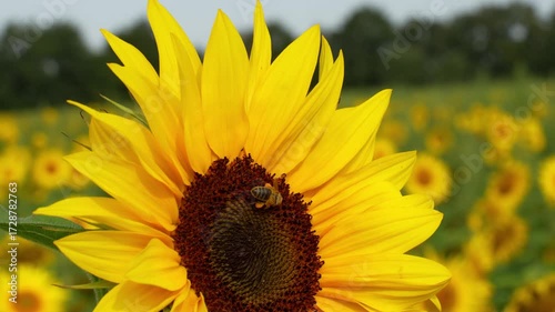 Sunflower field with bee collecting nectar from bright yellow flower head in summer agricultural landscape. Concept of beekeeping and natural pollination process. High quality 4k footage