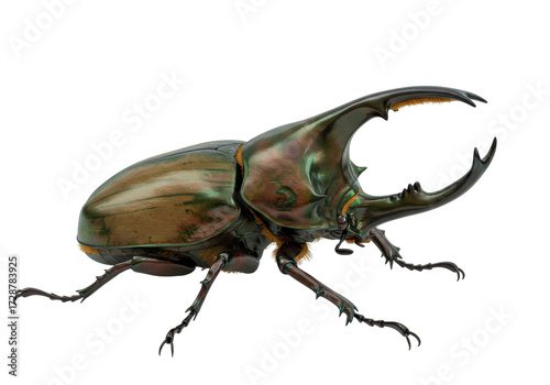 Isolated Beetle Insect Male Horned, A Magnificent Specimen of Eupatorus gracilicornis, Isolated on Plain