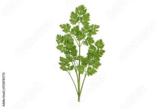Photos Isolated greenery sprig of chervil in a studio for culinary herbs presentation a