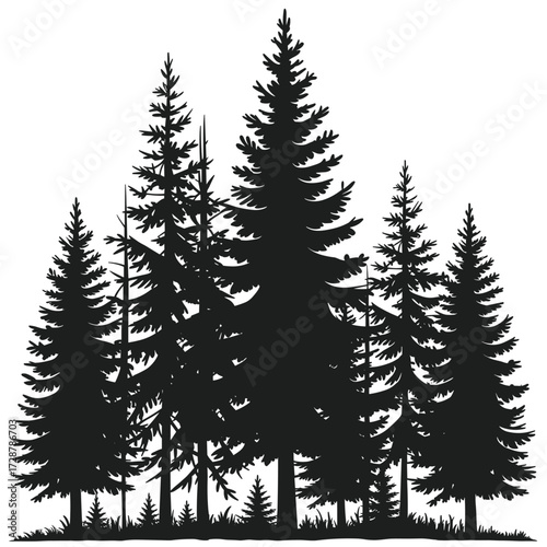 Dense Forest Silhouette Of Evergreen Trees pine