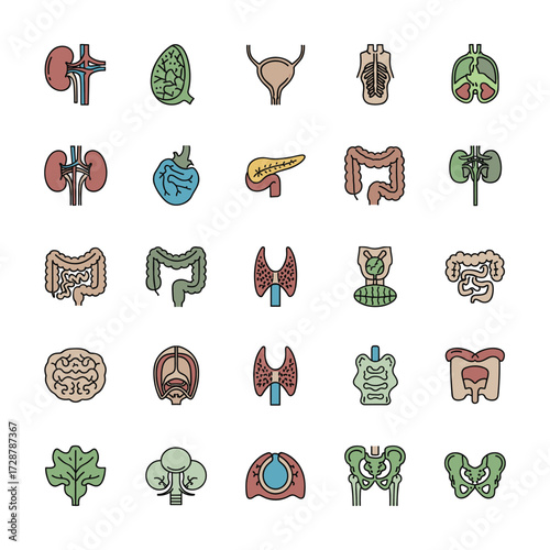High-Quality Flat Vector Icons: Human Organ System, Detailed Anatomy Illustrations