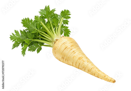 Bild auf Leinwand Isolated Parsnip with Green Leaves, Close-up View of a Root Vegetable, Food Phot