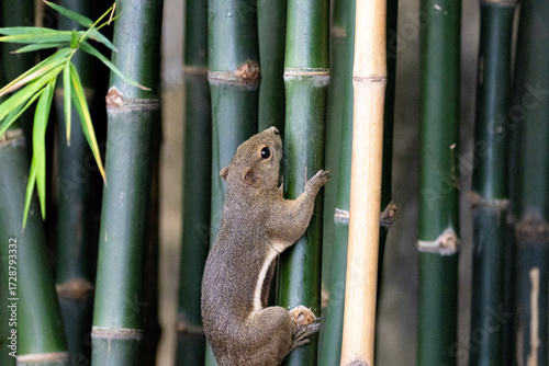 Plantain squirrel running through the city skyline