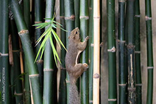 Plantain squirrel running through the city skyline