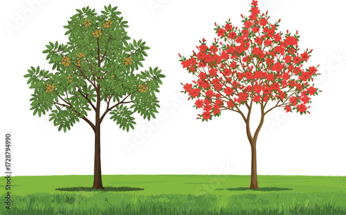 tree, foliage, blossom, seasonal, fruit, flowering, autumn, nature, landscape, vector, illustration, green, red, orange, trunk, contrast, growth, concept, design, flora, comparison