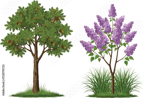 tree, foliage, blossom, seasonal, fruit, flowering, oak, lilac, shrub, nature, landscape, vector, illustration, green, purple, trunk, contrast, growth, concept, flora, comparison