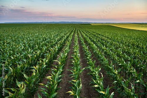Young corn plants growing in field at sunset