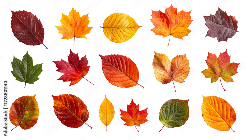 Fototapeta premium Autumn leaves arranged in a grid