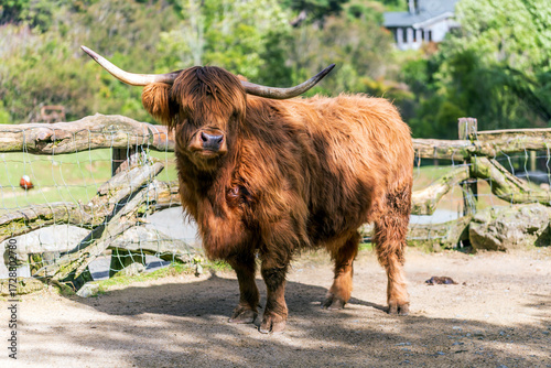 A Highland cow with a long shaggy coat and large horns stands calmly near a rustic wooden fence on a sunny day
