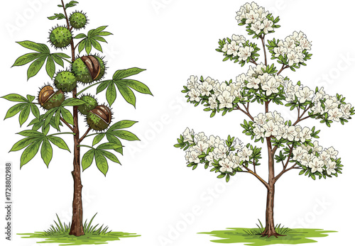 tree, foliage, blossom, seasonal, fruit, flowering, chestnut, rhododendron, azalea, nature, landscape, vector, illustration, green, white, trunk, contrast, growth, concept, flora, comparison