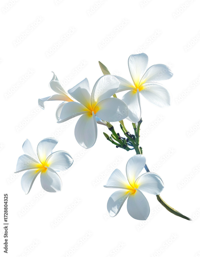 Naklejka premium Close-up of white plumeria blossoms